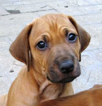 Black Nose Girl